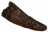 Serrated Theropod (Raptor) Tooth - Hell Creek Formation #341055-1